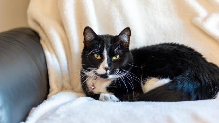 Katze der Wohngemeinschaft
