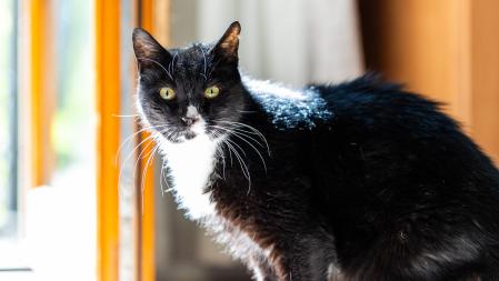 Katze der Wohngemeinschaft