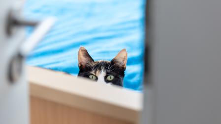 Katze der Wohngemeinschaft