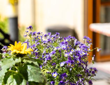 Blumen in der Wohngemeinschaft